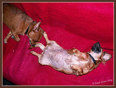 photo "deep sleep"