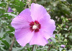 фото "Flower after the rain"