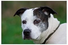 photo "A Dog's Portrait"