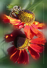 photo "***"