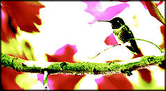 фото "Hummer Art"