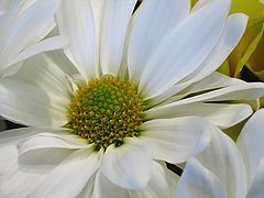 фото "Soft White"