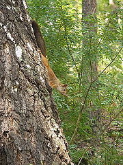 photo "Where my nut?!"