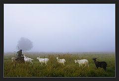 photo "Autumn fog. Morning in a floor"