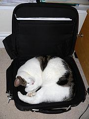 фото "Laptop cat"
