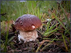 photo "Happiness of the mushroom picker :)"