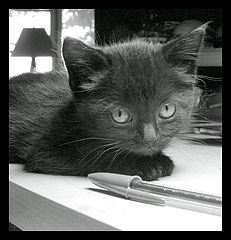photo "the littlest of the litter"
