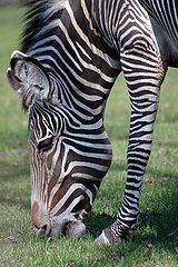 photo "Life-zebra"