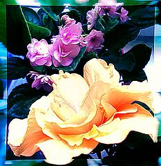 photo "flowers"