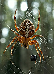photo "The Amber spider"