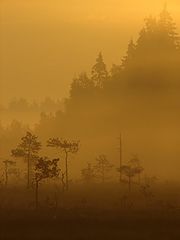 фото "Spirit of wilderness"