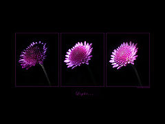 фото "Light..."