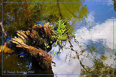 photo "* * *"