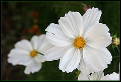 фото "White flower"