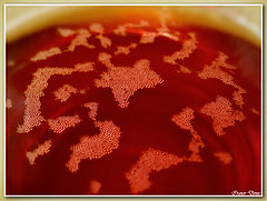 photo "Tea map"