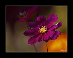 photo "***"