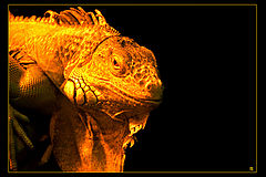 photo "***"