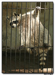 photo "I sit at a lattice #1"