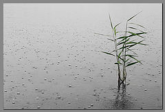 фото "Дождь (1)"