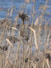 photo "Dry? - does not mean dead"
