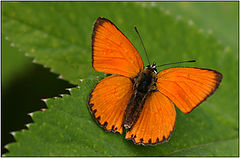 photo "Tchervonets fiery"