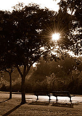 photo "Evening Light"