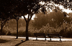 photo "Evening Light 2"