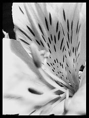 photo "***"
