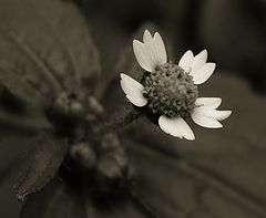 фото "Наглец"
