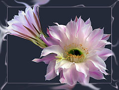 фото "Цветы Эхинопсиса"