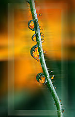 photo "***"