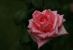 photo "After the rain"