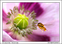 photo "On a way to meal"