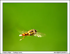photo "Freedom of flight"