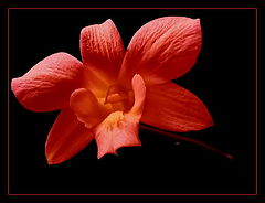 photo "***"
