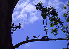 фото "Special tree"