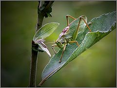 photo "Green singer"