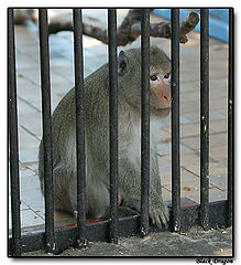 photo "I sit at a lattice #2 (in grief)"