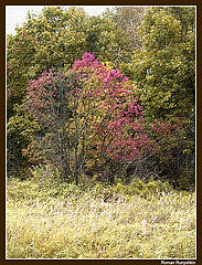 фото "Fall is coming..."