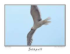 photo "Seagull"