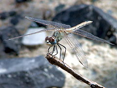 фото "DragonFly"