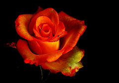 photo "***"
