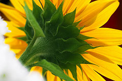 фото "sun flower"