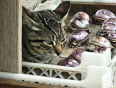 фото "The cat and the shells - To Basti"