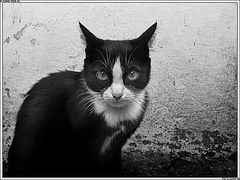 photo "Vigilance"