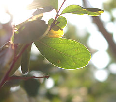 фото "Sunny Day"