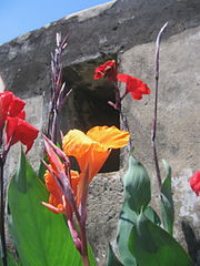 фото "Flowers in the Fort"