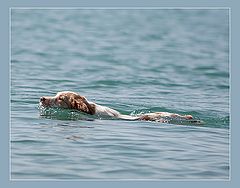 photo "Sea dog."