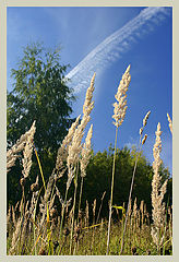 photo "End of summer"