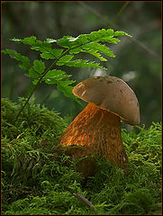 фото "Boletus"